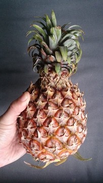 菠蘿