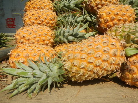 菠蘿