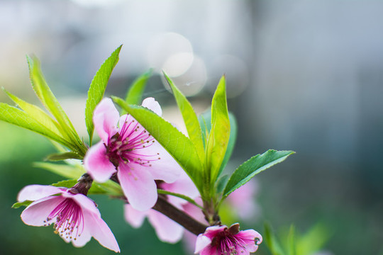 桃花