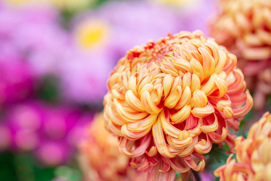 菊花