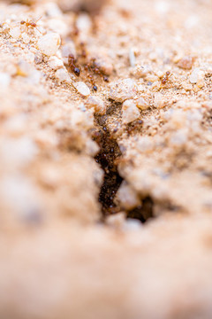蚂蚁巢穴