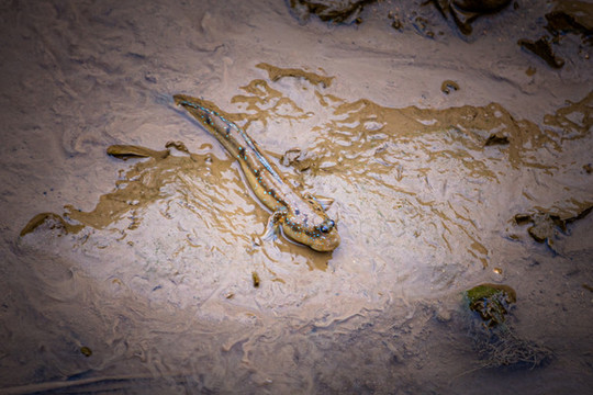 彈涂魚
