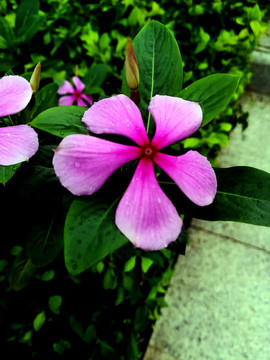 長春花
