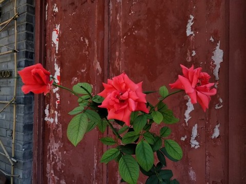 胡同月季花