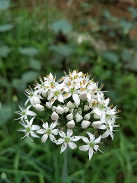 韭菜花