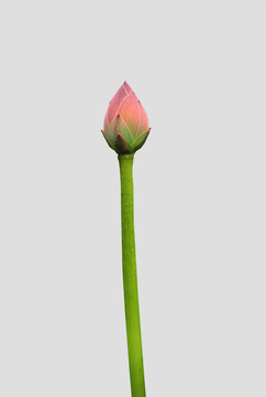 一束荷花