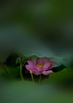 荷花