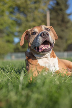 比特斗牛犬