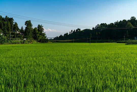 稻田