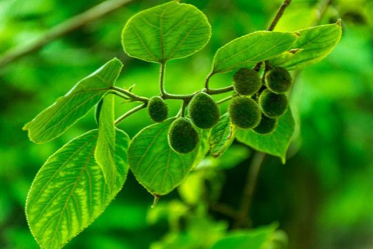 構(gòu)樹果