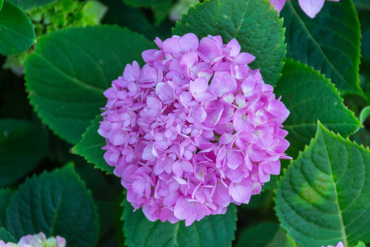 繡球花