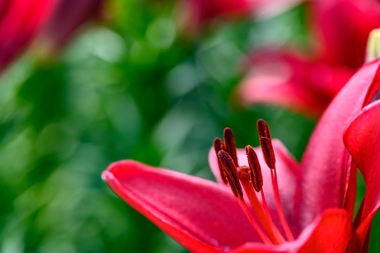 百合花