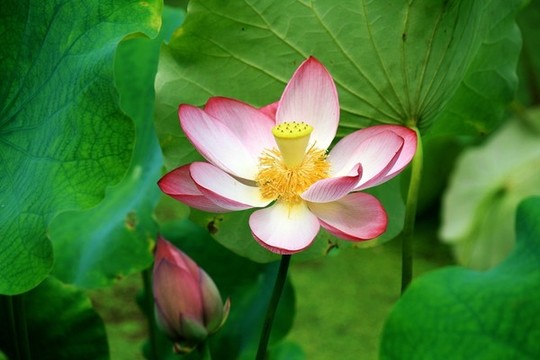 荷花