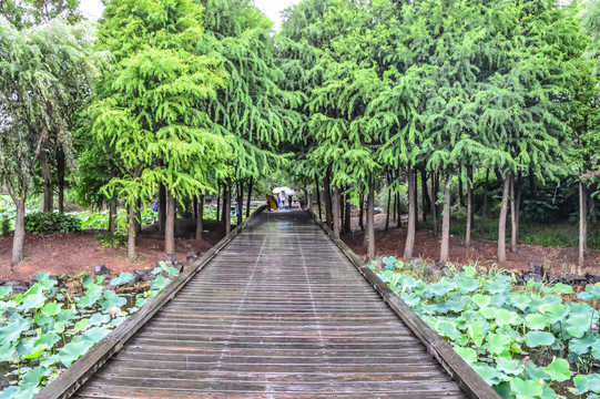 雨中的公園
