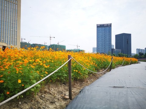 盛開的波斯菊