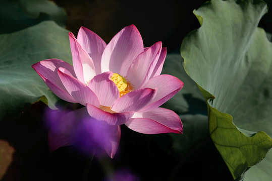 荷花