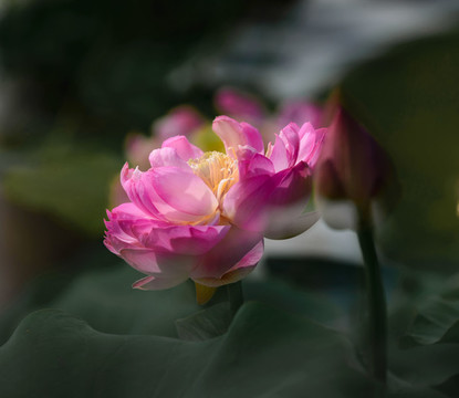 荷花