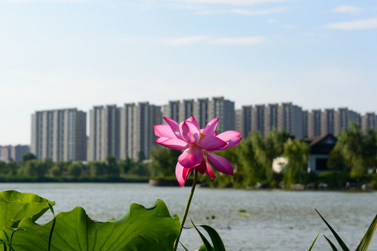 荷花