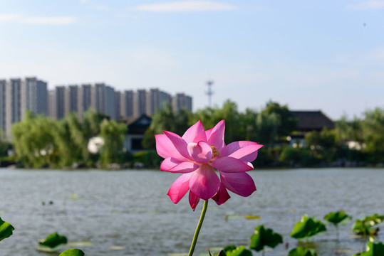 荷花