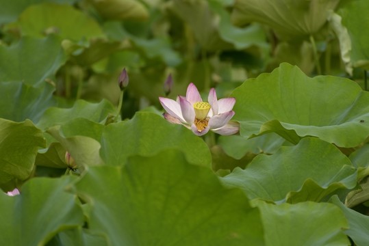 蓮花