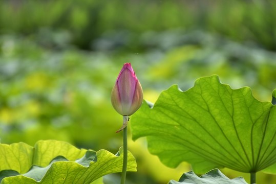 荷花花苞