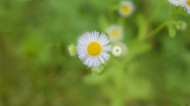小雛菊