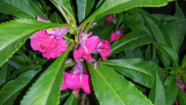 染指甲海納花