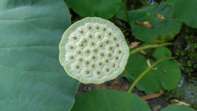蓮蓬