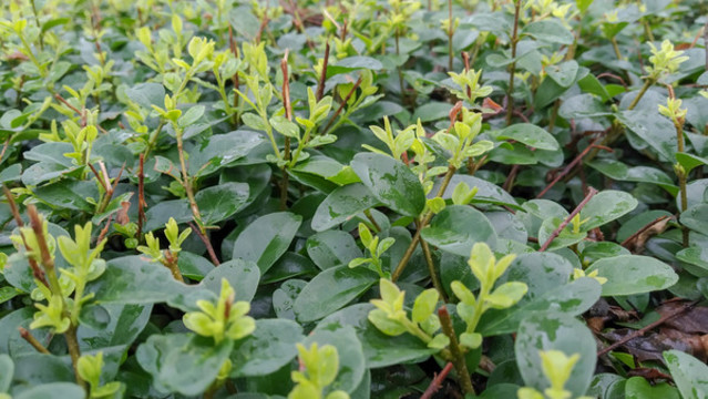 茶葉嫩芽