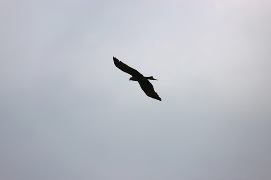 鷹擊長空