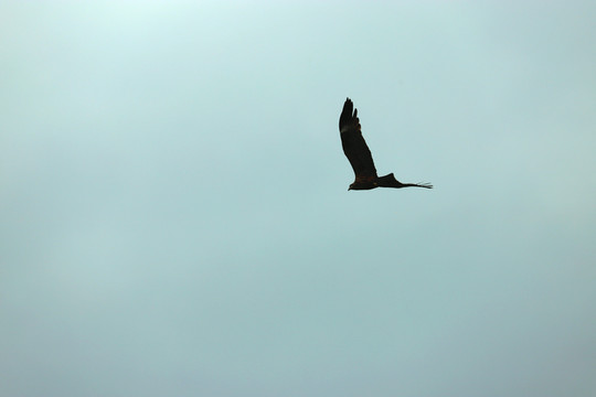 鷹擊長(zhǎng)空