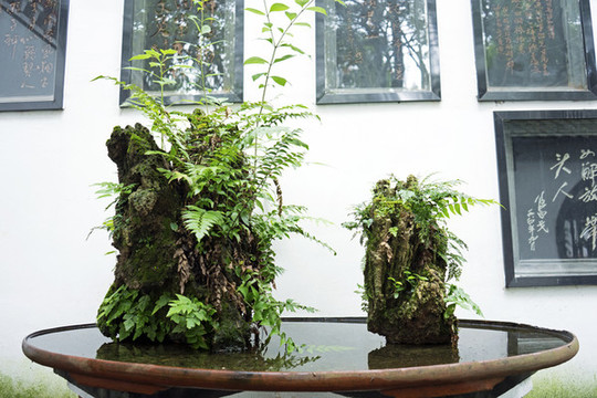 假山綠植盆景