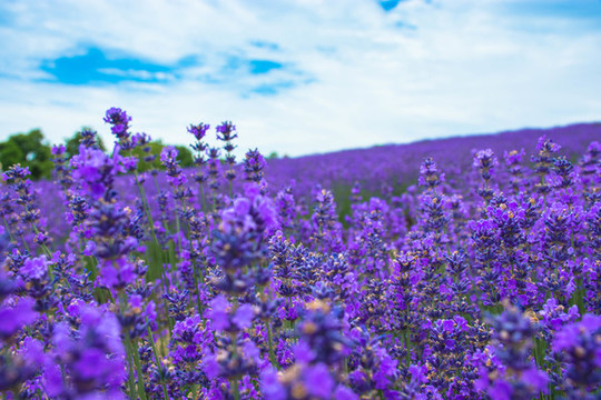 薰衣草