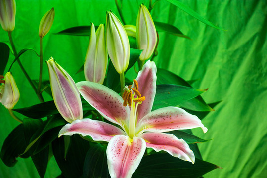 百合花