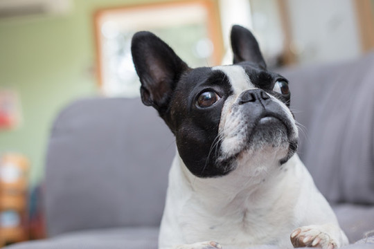 法國(guó)斗牛犬