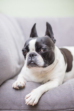 法國(guó)斗牛犬