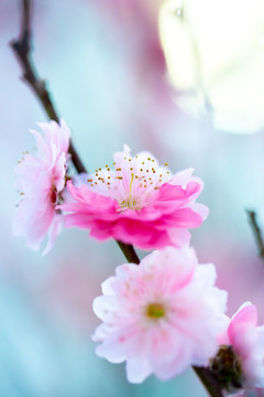 夢幻桃花