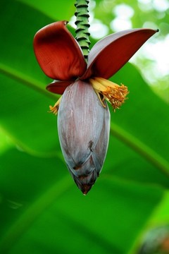 香蕉樹開花