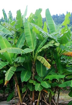 香蕉樹