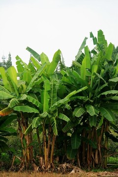 香蕉樹