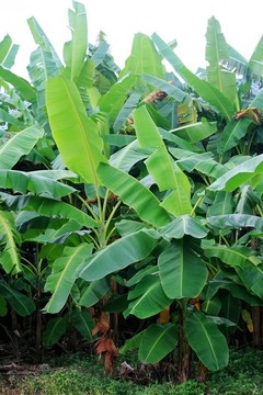 香蕉樹