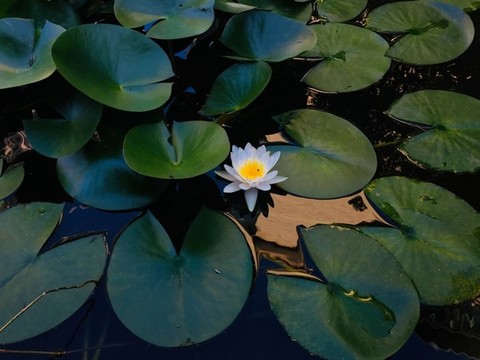 水中蓮