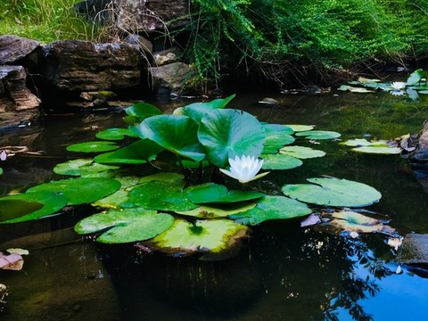 水中蓮