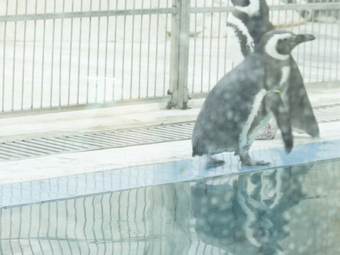 企鵝