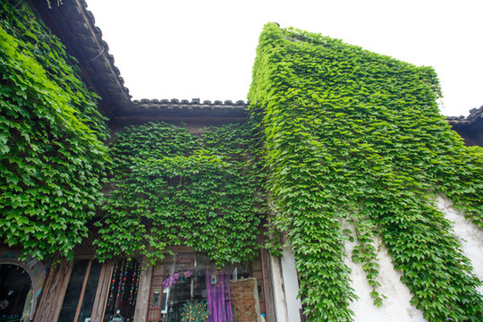 綠植房子