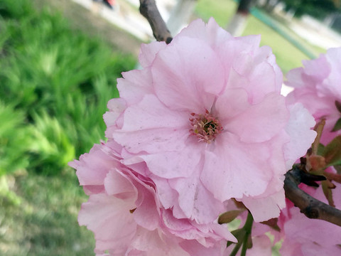 櫻花