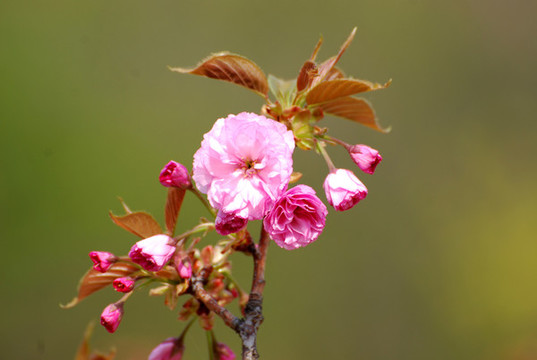 櫻花