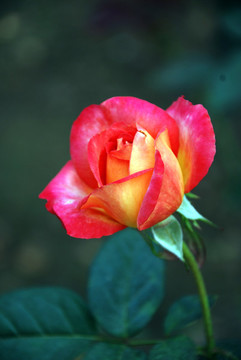月季花