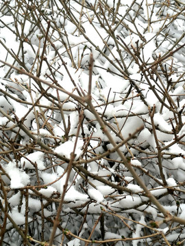 枝雪