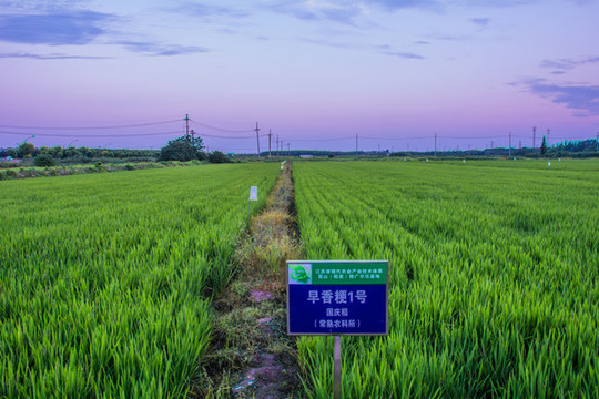 水稻試驗田